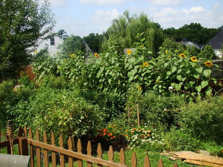 Photo of our garden circa 2011 at our first home. You can't tell but there are wooden garden beds in that gorgeous jungle! This is where our love for growing our own food started.