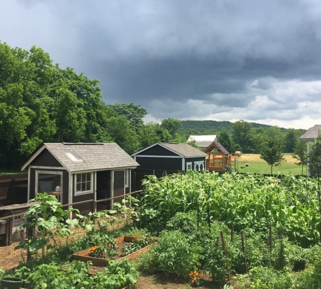 Circa 2015: Photo of our garden at our 2nd home. It is here we learned how to take care of our first livestock- chickens and 2 goats!