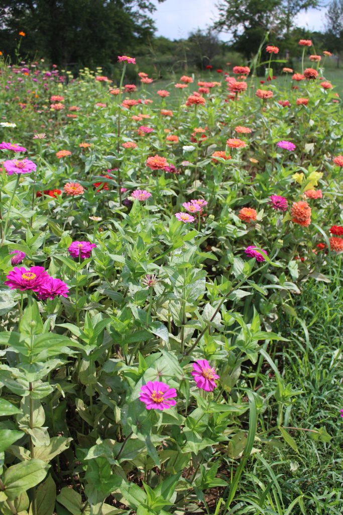 A photo from my first cut flower garden in 2018. I remember it being one big Zinnia jungle by the end of the summer!
