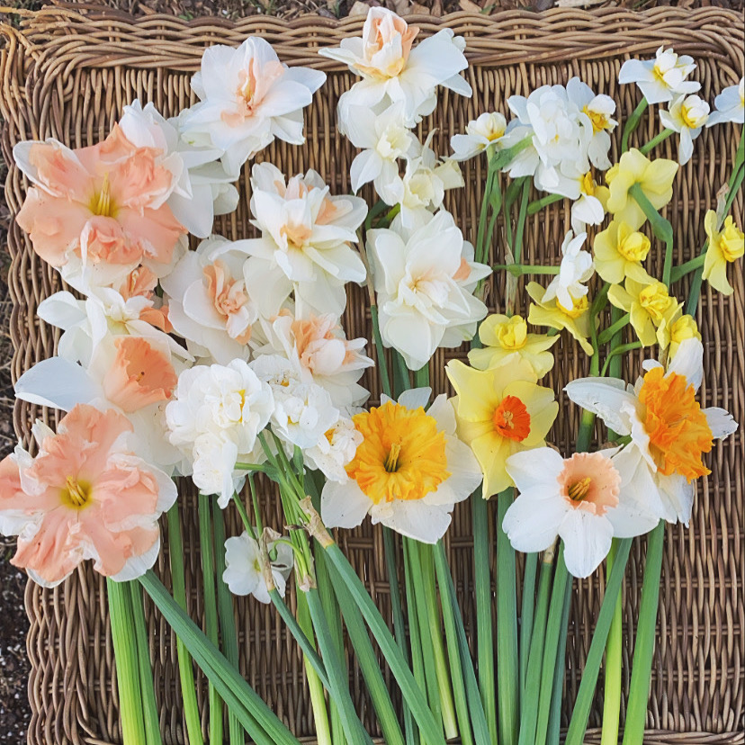 Daffodils coming into full bloom in March and into April.