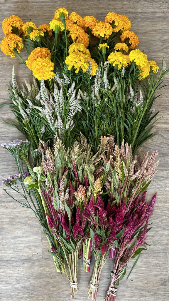 Marigolds and Celosia cranking out blooms continuously in July.