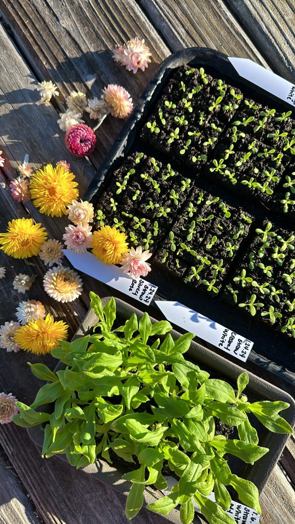 Strawflower seedlings started in the late winter months for Spring and Summer blooms.