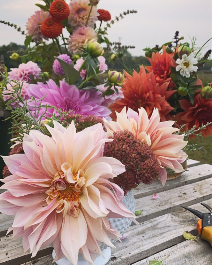 Dahlias are the queen of September and October with Sedum, Cosmos and Zinnias being great accent flowers to them.