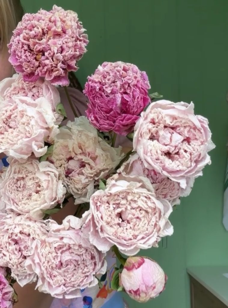 Dried Peonies