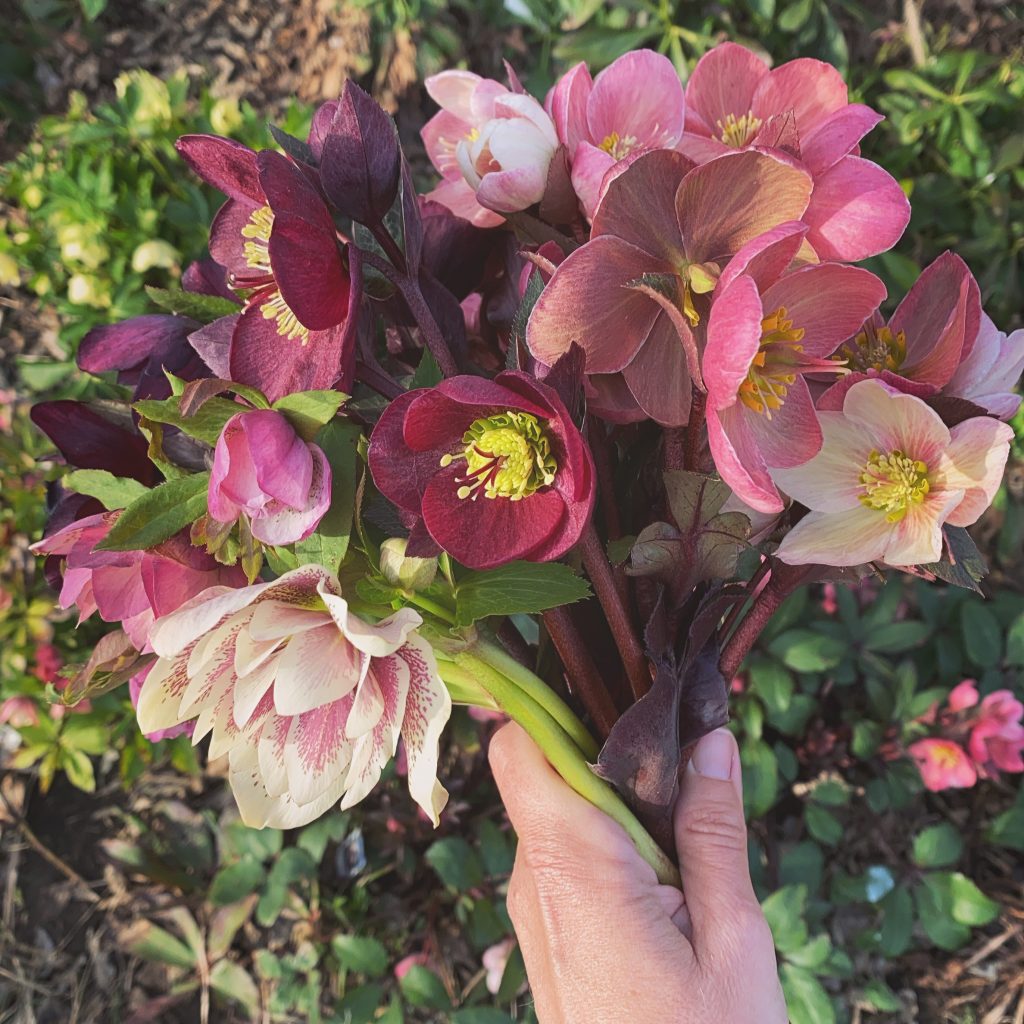 Hellebore's are not quite ready to cut in February but let's enjoy this gorgeous photo of them in bloom in March!