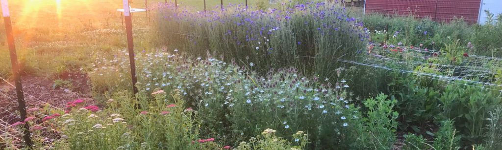 Bloom Talk: Weekly FAQ's from Cut Flower Gardeners