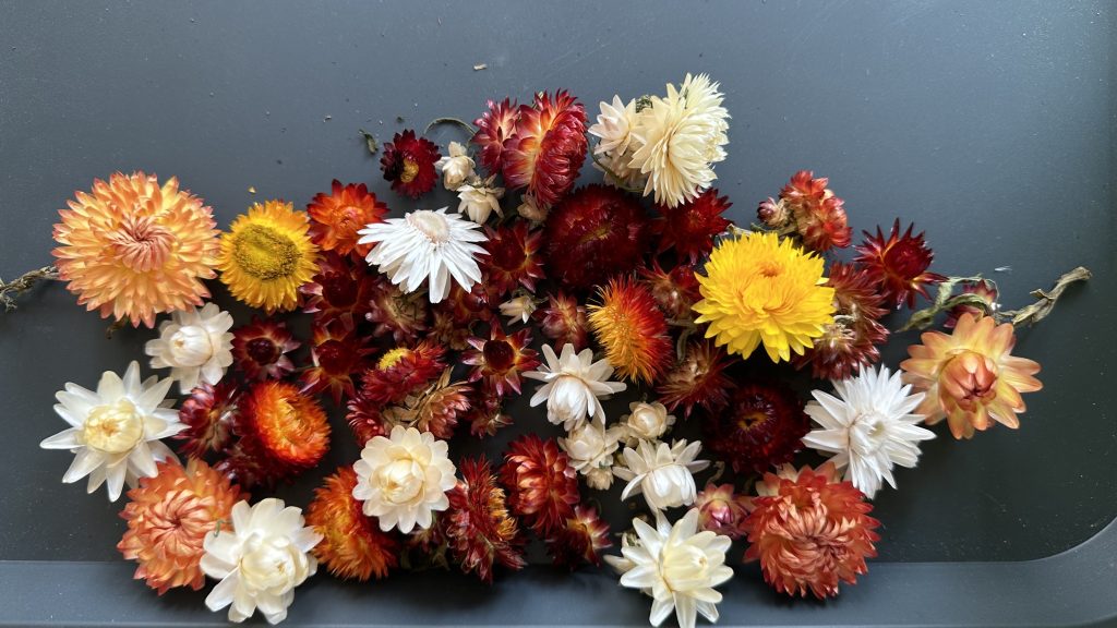 Dried Strawflower