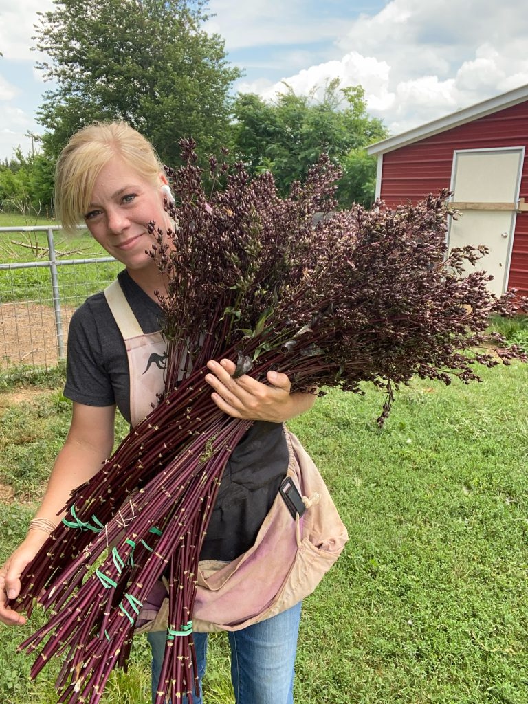 Penstemon pods harvest!