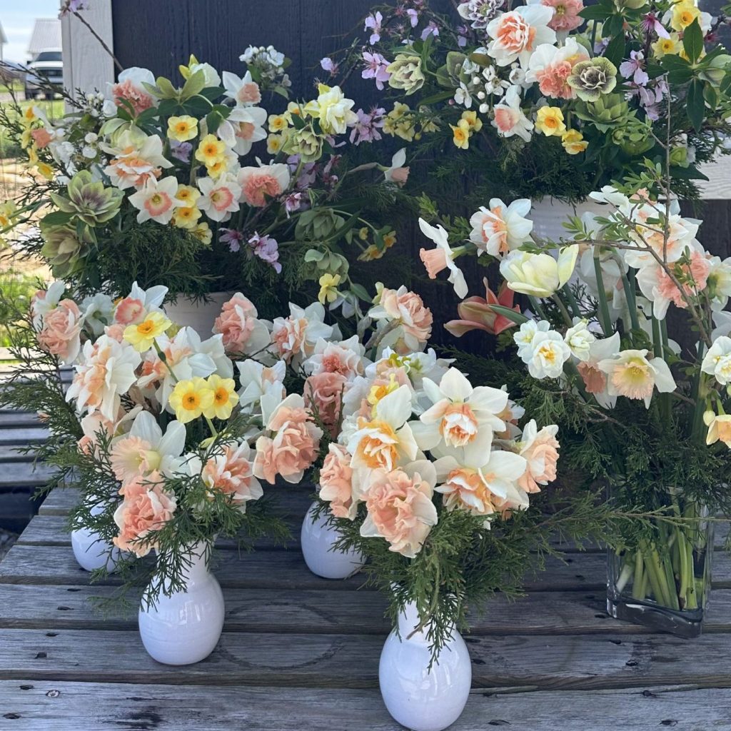 Spring Daffodil Event Collection