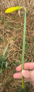 Daffodil bud in the "Gooseneck" stage.