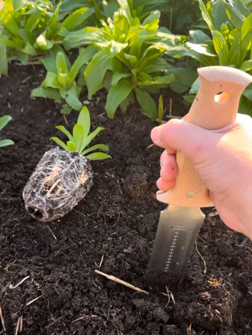 Hori Hori Knife digging in the dirt to make a hole for a transplant.