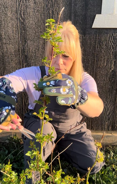 Gardener wearing gloves cutting a rose bush.