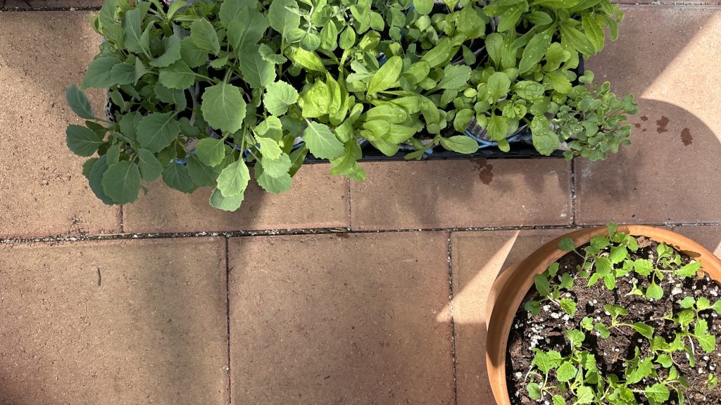 greenhouse paver floor