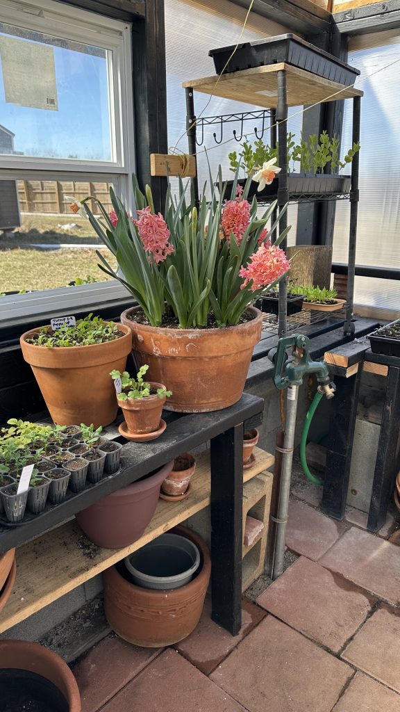 Greenhouse tables with hycinth in bloom.