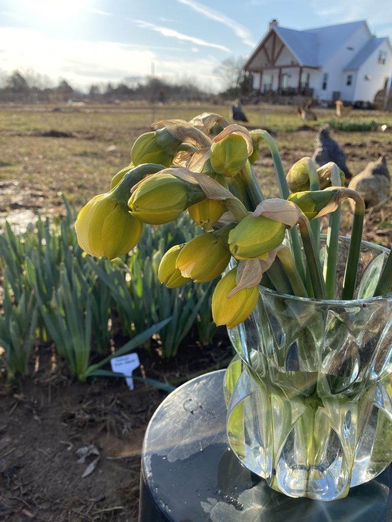 Daffodil Gooseneck Stage