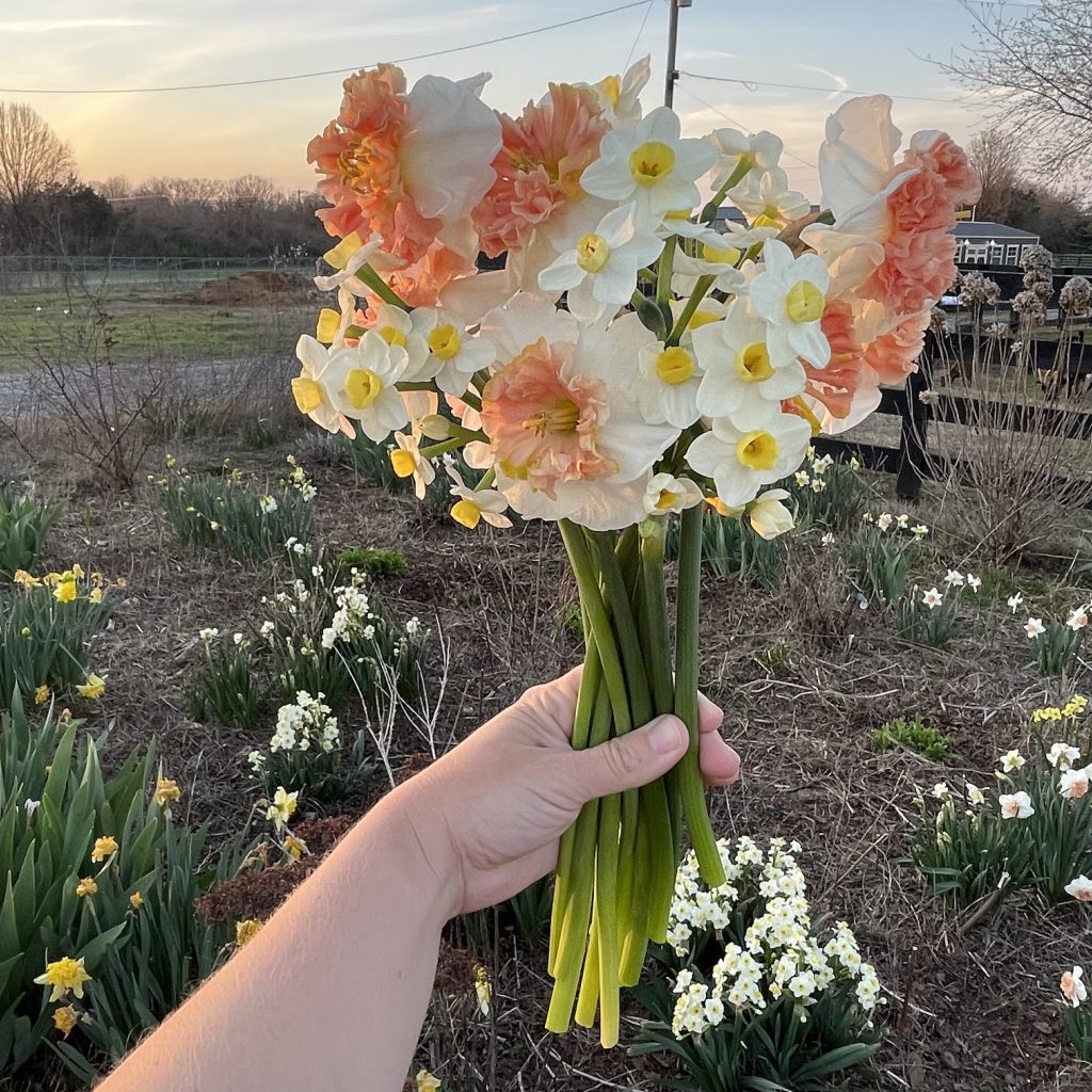 Daffodils At Sunset