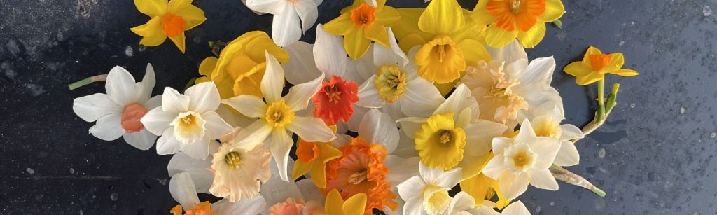 How to Harvest Daffodils
