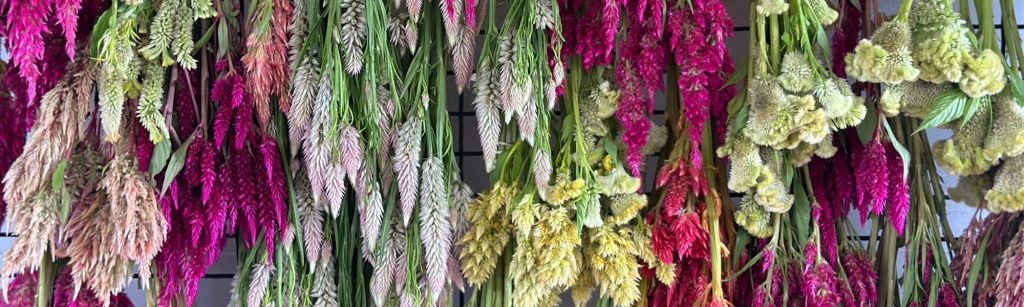 5 Beautiful Summer Flowers to Grow for Drying
