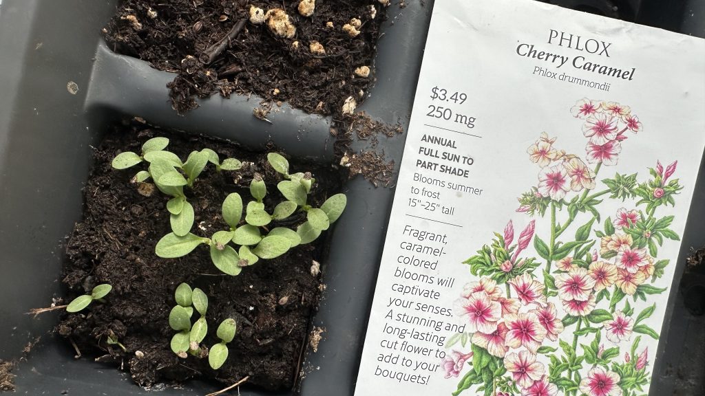 Phlox Seed Packet And Seedlings