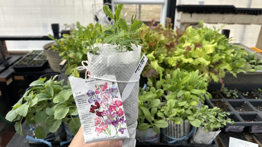 Sweet Pea Seed Packet And Seedlings