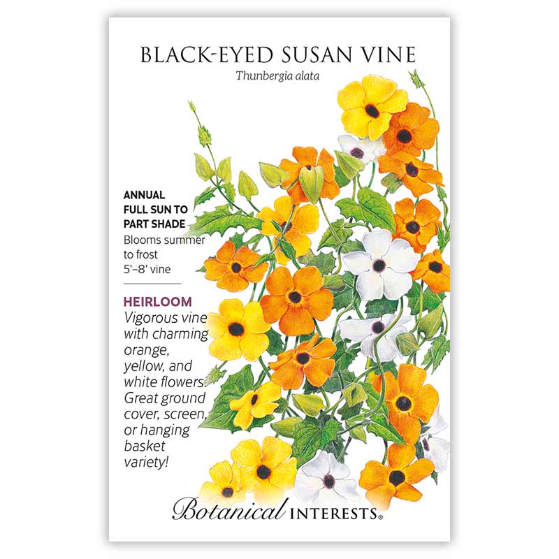 1119w Blk Eyed Susan Vine