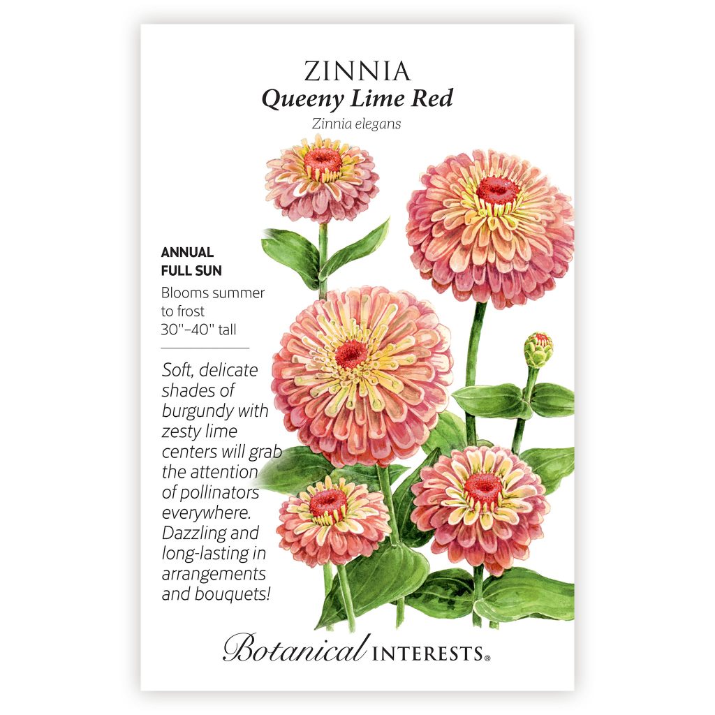 1373w Zinnia Queeny Lime Red 2