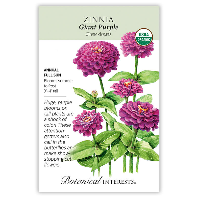 2004w Zinnia Giant Purple