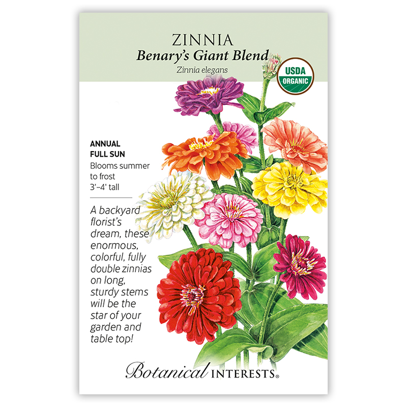2055w Zinnia Benary Giant ORG