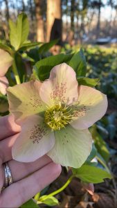 In February of 2020, I went to Cheekwood to attend a lecture and visited the hellebore garden!