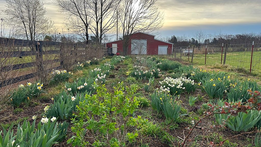 The Barnyard Garden March 24, 2025. This is a perennial garden that turns into a beautiful wildflower field late summer which includes many self sown native wildflowers.