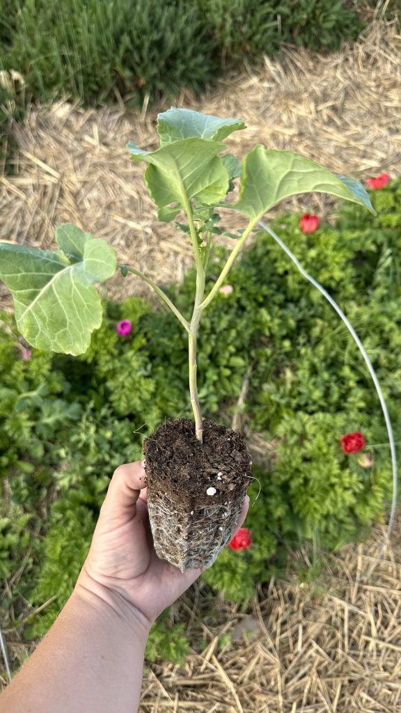 Broccoli Di Cicco Transplant I started from seed.
