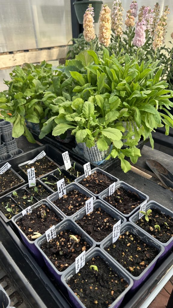 Late March Seedlings