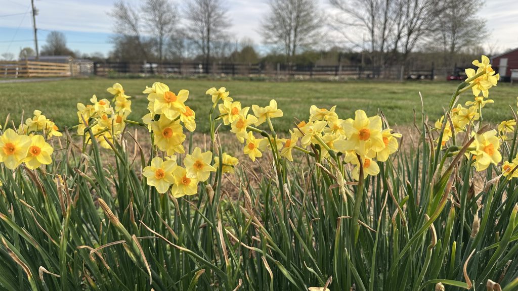 'Martinette' Daffodil