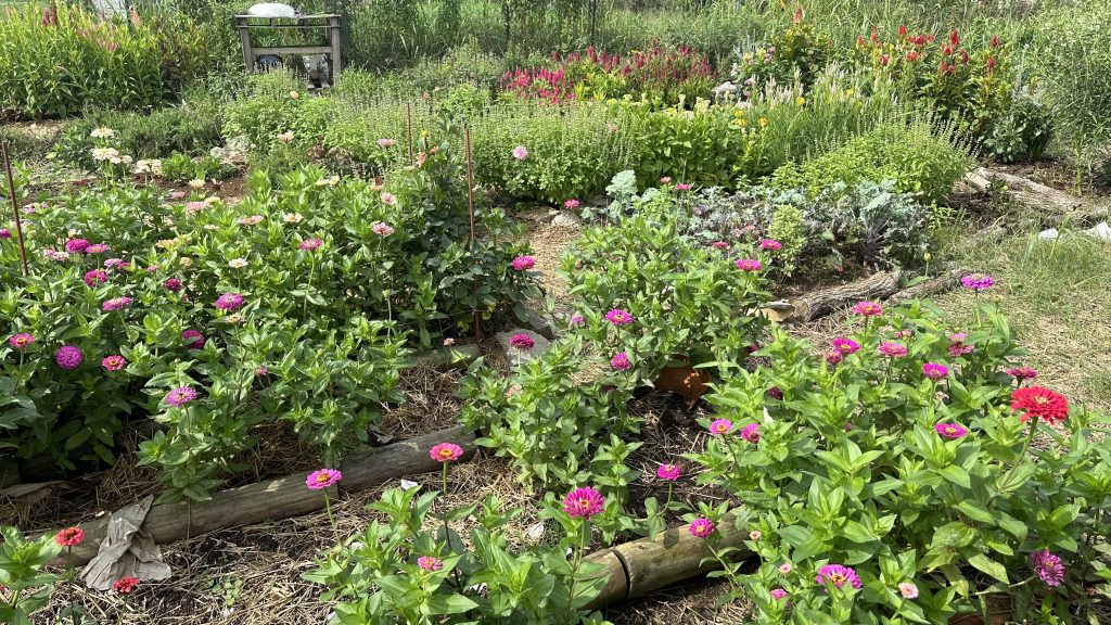 Zinnia Field