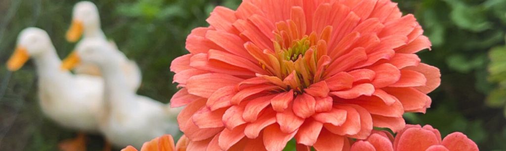 4 Zinnia Varieties That Are Perfect for Summer Cutting Gardens