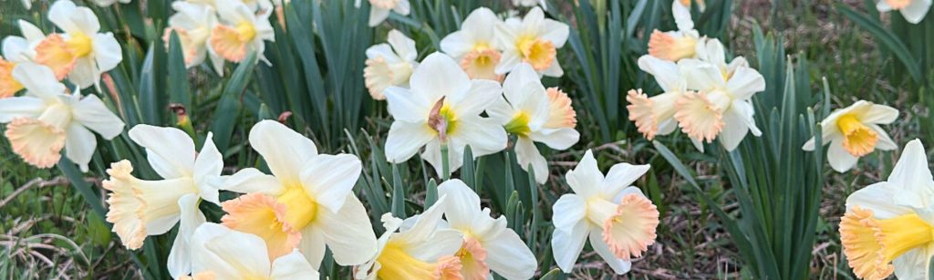 Vol. 1: From Seed to Stem: Weekly Garden Tales from Kara’s Farm