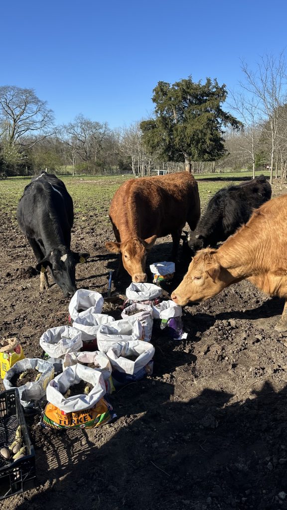 The Cows checking out my potato bags!