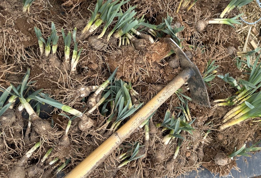 Daffodil Bulbs
