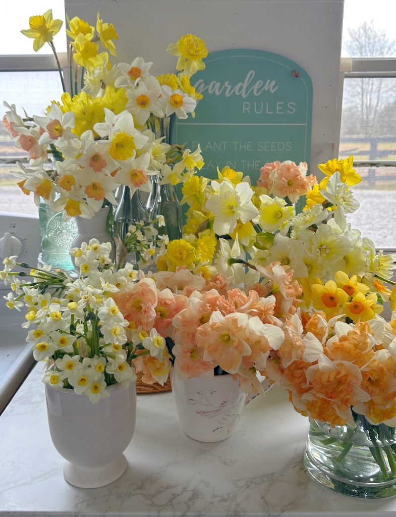 Daffodil Collection 2