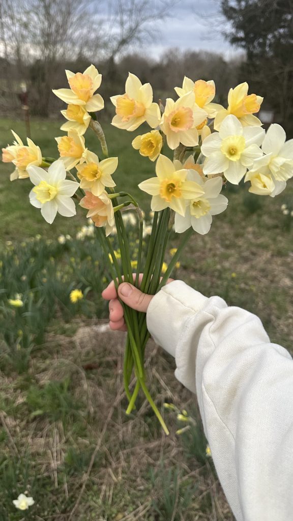Mini Daffodils