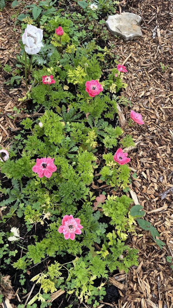 Anemones yellowing and beginning to shut down. This is normal.