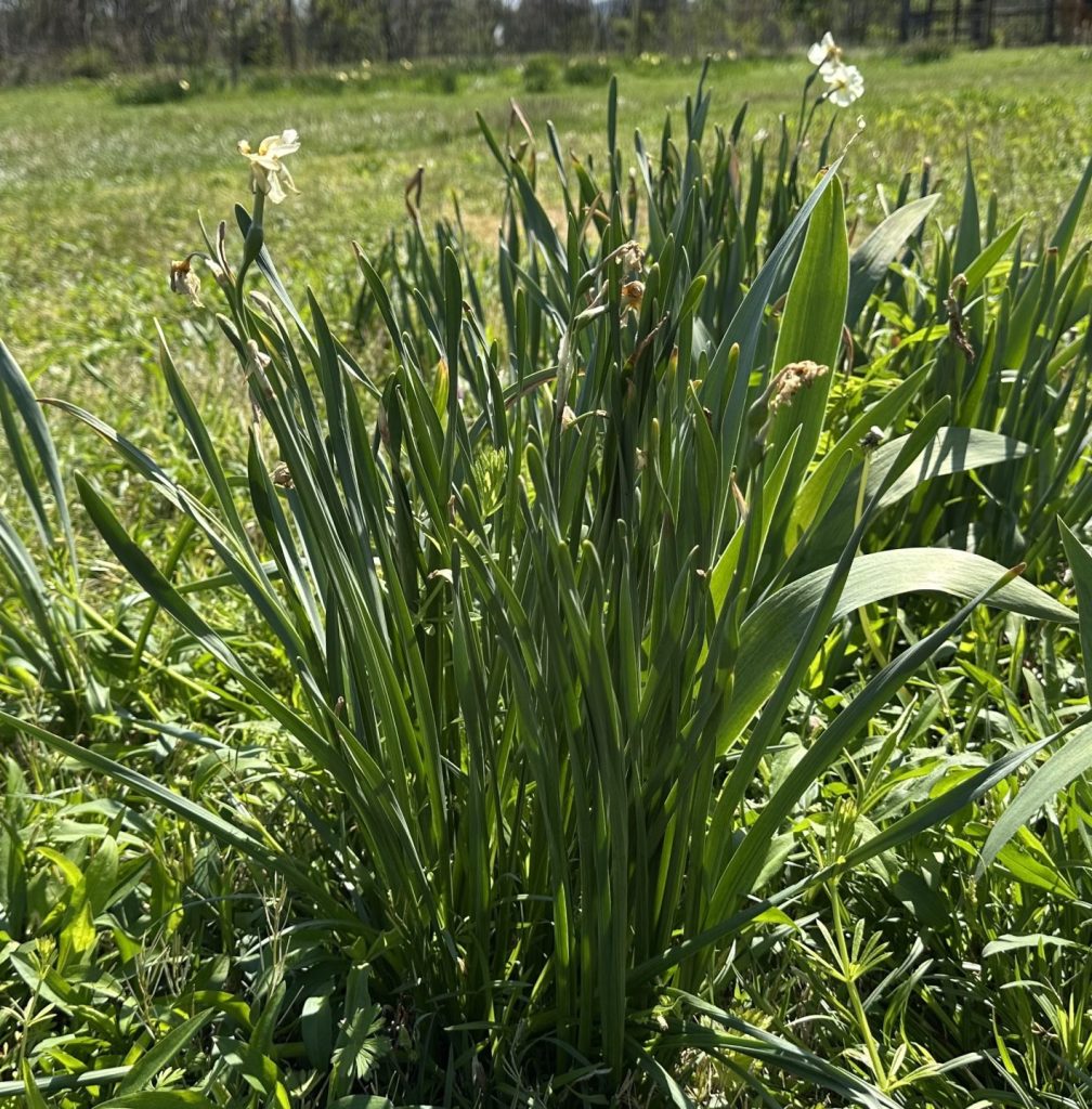 The Daffodil clump we will be digging up, dividing and transplanting. Yes, that is Iris foliage in the photo too. I will be digging it up and transplanting after she blooms too!