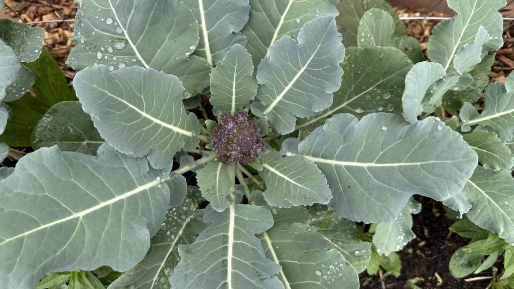 Broccoli starting to produce a head!