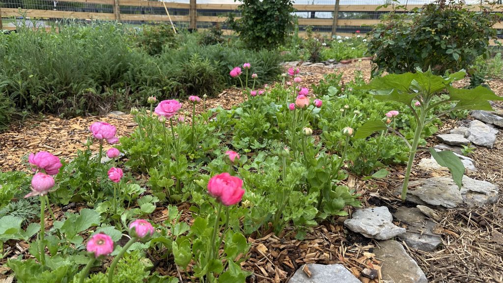 Ranunculus in bloom and ready for harvest.