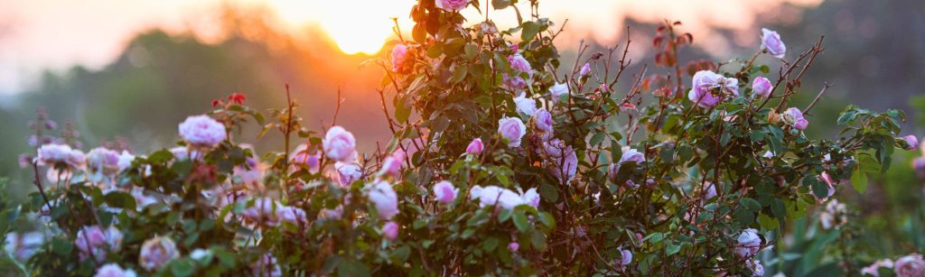 Perfect Pairings: How Annuals and Perennials Can Elevate Rose Bouquets