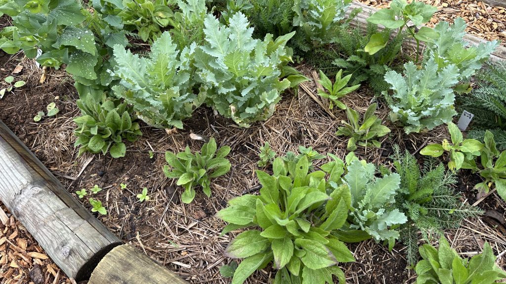 Rudbeckia, Poppy and Yarrow bed with self sown Zinnia sprouts!