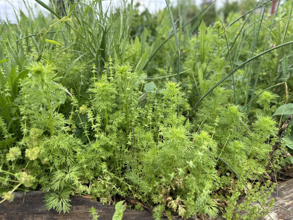 Self sown Larkspur emerging against the weeds.