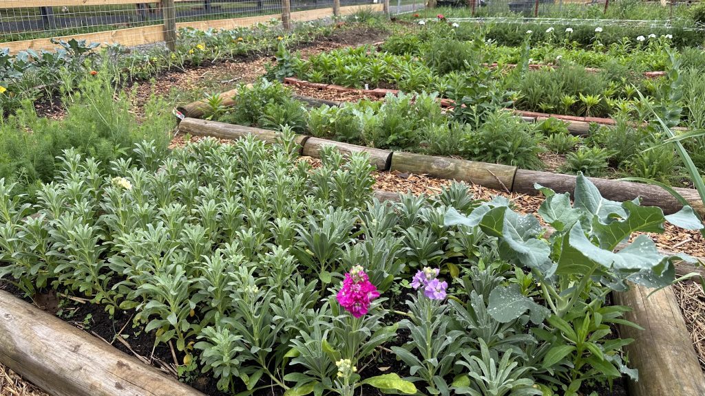 Stock, Strawflower, Nigella and a broccoli plant in closest view.
