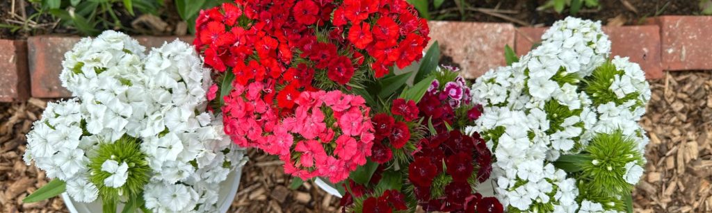 Bloom by Bloom: A Late April Tour of My Cut Flower & Vegetable Garden