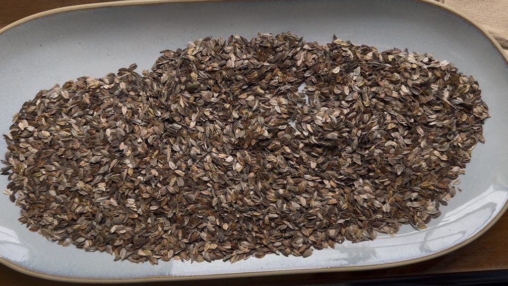 Here is a close up at how many Zinnia seeds came out of the can! No filler fluff here- all Zinnia seeds!
